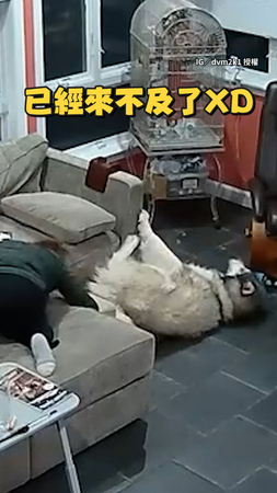 【在哪跌倒就在哪躺下】阿拉斯加犬沒坐穩跌下沙發直接躺平 媽笑到直不起腰