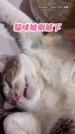 【牙刷可以這樣用？】貓咪被刷腋下！不反抗超享受XD