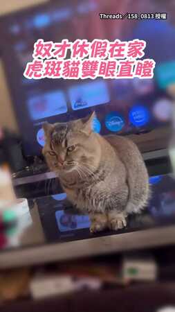 【給妳眼神自己體會】奴才休假在家！虎斑貓雙眼直瞪：怎麼沒去外面打獵