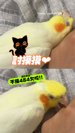 【為什麼不摸！】鳥寶黏手邊討摸摸　主人沒反應牠生氣開咬XD