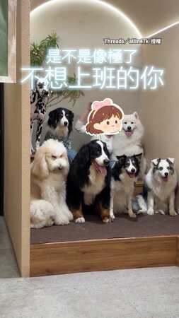 【我是貴賓耶】上班大合照「只有牠臉臭」　貴賓犬厭世眼神全場焦點