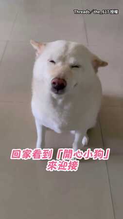 【秒變小海豹】白柴飛機耳瞇瞇眼迎接奴才回家敲可愛！