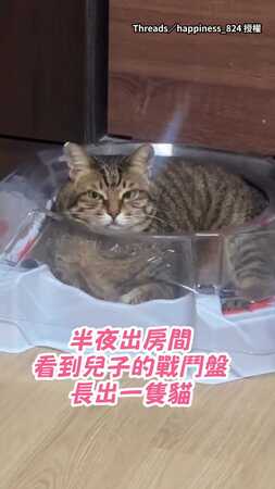 【也太會找位置】貓咪眼神兇狠窩戰鬥盤裡：這是偶的新睡窩嗎