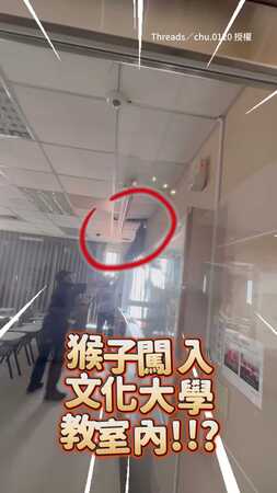 【猴子闖進大學教室！】文化大學上演追逐戰　躲天花板20分鐘才落網