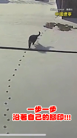 【快樂小貓】貓咪在雪地裡精準沿著自己的腳印踏步！