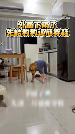【偶不同意！】阿金在家適應穿鞋子走路　貓貓第一個不接受XD