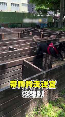 【我走的是捷徑】狗狗走迷宮不繞路　直接開外掛走牆上衝終點