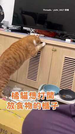 【也不看看我的毛色】橘貓為了食物竟暴力拆開上鎖零食櫃！
