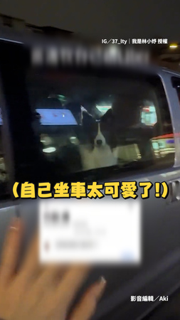 【狗是狗 邊牧是邊牧】媽有聚餐不能帶狗 叫計程車讓牠自己搭車回家