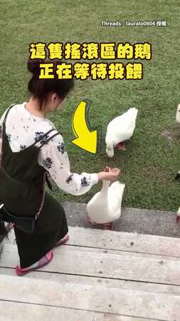 【站搖滾區還吃不到XD】鵝見飼料從眼前飛過直接爆氣！