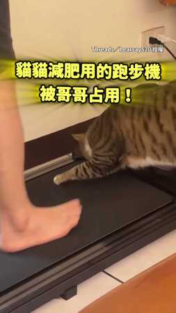 【這是我專屬的】哥哥占用貓咪的跑步機！牠立馬上前奪回主權