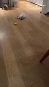影帝家的狗也會演！孫儷愛犬裝死嚇瘋鄧超　網笑：連狗都是戲精
