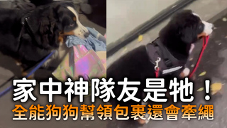 家中神隊友是牠！全能狗狗幫領包裹還會牽繩