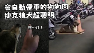 聰明捷克狼犬會自動停車　聽主人指令秒去停好！