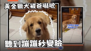 黃金獵犬被爸爸嚇唬　聽到蹦蹦表情瞬間嚴肅