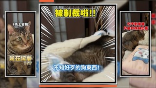 舅舅自信摸虎斑貓　牠氣到直接爆咬！
