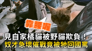 見自家橘貓被野貓欺負！　奴才急壞催戰竟被牠回國罵