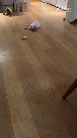 影帝家的狗也會演！孫儷愛犬裝死嚇瘋鄧超　網笑：連狗都是戲精