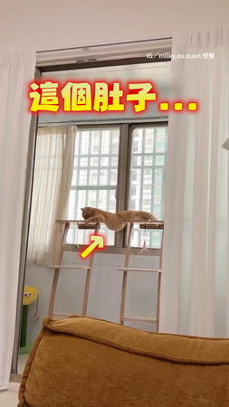 【在做棒式嗎XD】橘貓橫躺2板中間　空隙露出超萌大肚肚！