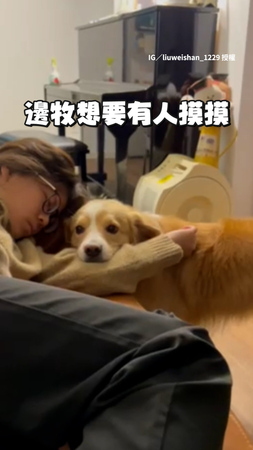 邊牧想要摸摸但媽睡著了　狂用鼻子頂手放自己頭上