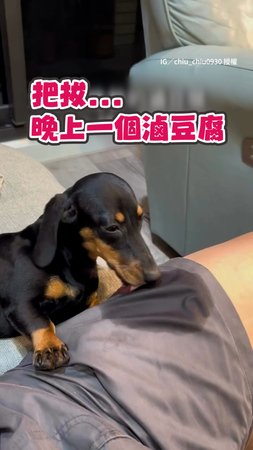 【偶幫你洗乾淨】滷豆腐不小心掉褲子上　狗狗聞味狂舔停不下來XD