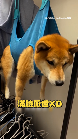 【我不要磨指甲！】柴犬見磨指甲機狂後退 被抓回來吊半空完全跑不了XD