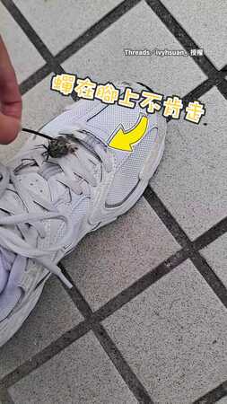 【放生變往生】蟬在腳上不肯走！她才一撥開　下秒鴨子一口超渡