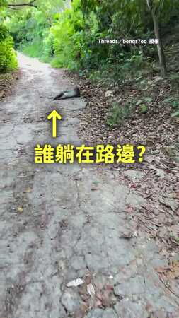【工讀生不演了】柴山猴子「超chill大爺躺」路邊　網友爆笑：懶得理你