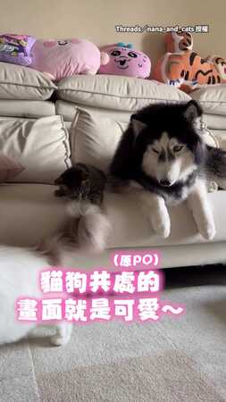 【還想裝沒事XD】哈士奇假裝不經意躺貓身上　下秒直接被打槍