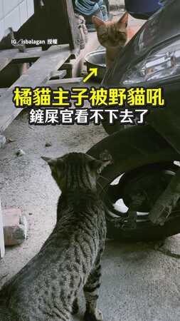 【牠是喪彪欸】自家橘貓被野貓欺負！　奴才急壞催戰竟被牠回國罵
