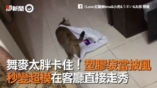 舞麥太胖卡住！塑膠袋當披風　秒變超模在客廳直接走秀