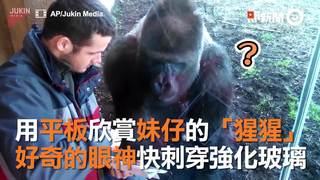 用平板欣賞妹仔的「猩猩」　好奇的眼神快刺穿強化玻璃