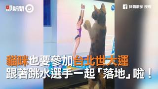 貓咪也要參加台北世大運　跟著跳水選手一起「落地」啦！