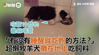 「有沒有睡醒就吃飽的方法？」　超懶牧羊犬攤在地上吃飼料