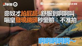 命奴才拍屁屁...舒服到啊啊叫 喵皇發現鏡頭秒變臉：不准拍