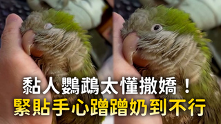 黏人鸚鵡太懂撒嬌！　緊貼手心蹭蹭奶到不行