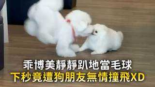 乖博美靜靜趴地當毛球　下秒竟遭狗朋友無情撞飛XD