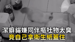 潔癖貓嫌同伴嘔吐物太臭　竟自己拿衛生紙蓋住