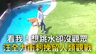 看我！想跳水卻沒觀眾　汪全力衝刺挽留人類觀戰