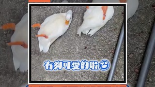 複製貼上！鴨兒子回來看媽媽　一晃腳證明孩子不能偷生XD