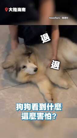 【快救駕啊！】貓咪輕輕一跳　狗狗嚇到破音大叫