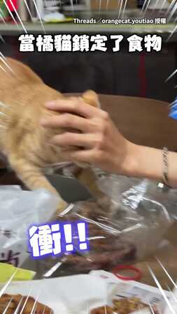 【吃貨的堅持】橘貓看到雞爪秒衝上前！被奴才攔住仍糾纏
