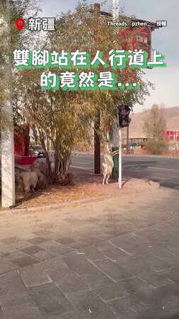 【今天換個口味XD】新疆羊不吃身後的草　竟雙腳站立吃樹葉！