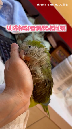 【這是什麼神仙鳥？】以防你沒看過鸚鵡撒嬌 這麼會黏人的寶貝太羨慕了♥