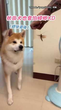 【狗也怕蟑螂XD】秋田犬見牠翅膀狂拍！秒退後逃離現場