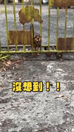 【沒想到吧】本來以為有門擋著就沒事 狗狗下秒直接鑽出柵欄飛撲