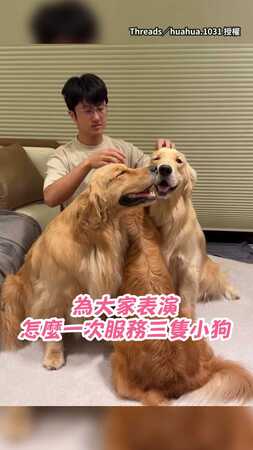 【每個都服務到】奴才雙手「打鼓式」摸3隻黃金獵犬XD