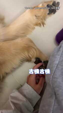 【就叫妳不要弄了！】黃金獵犬警告完還被搔腳　下秒直接爆揍一頓XD