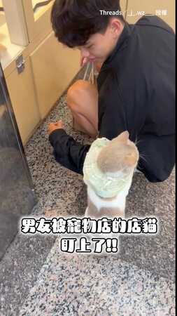【被翻牌啦！】寵物店貓貓「強制寵幸男友」 雙手抱緊緊瘋狂爭寵XD
