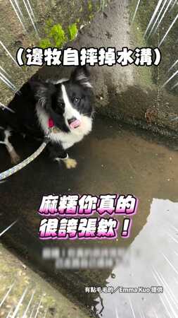 【不要再唸了】邊牧散步自摔掉水溝！被媽碎念還撇頭